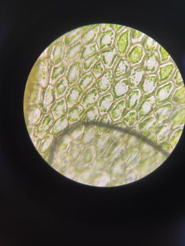 Wycieczka naukowa koła przyrodniczo-eksperymentalnego przy SP Białe Błota do UKW Bydgoszcz Katedra Biologii.